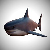 Great White Shark