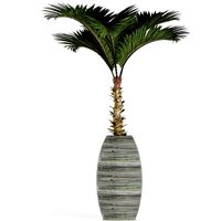 Plants Collection 182 Palm