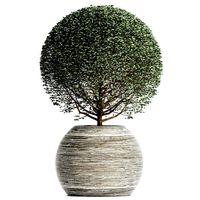 Plants Collection 174 Ligustrum Lucidum