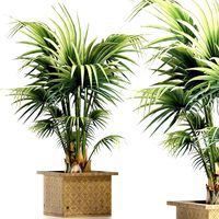 Plants Collection 165 Arabian Sabal Minor