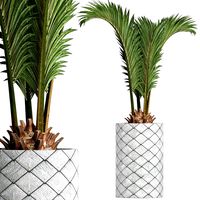 Plants Collection 155 Palm