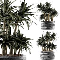 Plants Collection 116