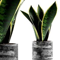 Plants Collection 111
