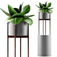 Plants Collection 85