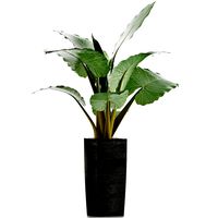 Plants Collection 57