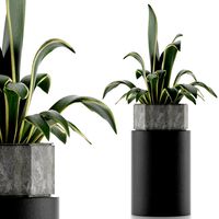 House Plant 26