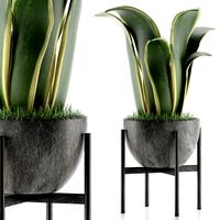 House Plant 25