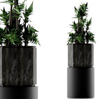 House Plant 20