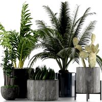 Plants Collection 20