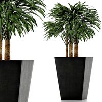 Single Plant 07