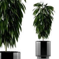 Single Plant 02