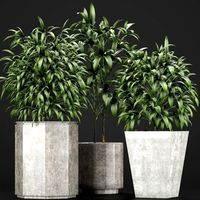 Plants Collection 09