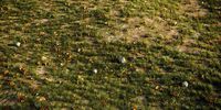 House Grass or Lawns