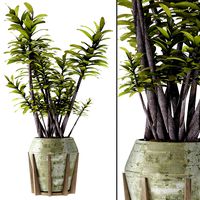 Plant in Pot Flowerpot Exotic Plant