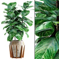 Plant in Pot Flowerpot Exotic Plant