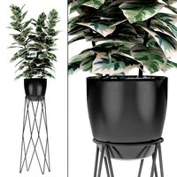 Plant in Pot Flowerpot Exotic Plant