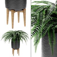 Plant in Pot Flowerpot Exotic Plant