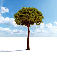 Stone pine aka Pinus pinea 3