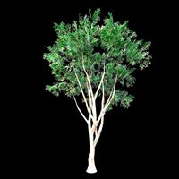 Plinia Cauliflora Tree (Jabuticabeira) 2.0