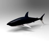 great white shark