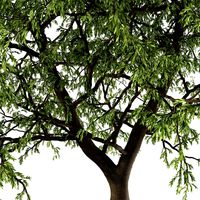 Deciduous tree