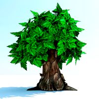Oak tree