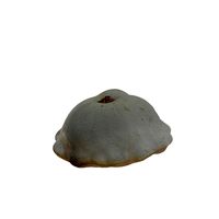 Pumpkin (11)