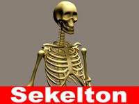 Skeleton