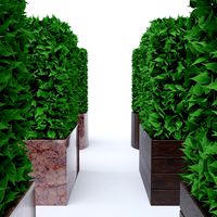 Hedges in planters