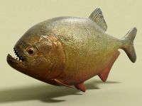 Piranha fish 3D Model