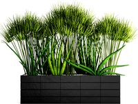Flowerbed with plants
