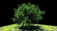 High res Tree