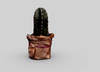 Cactus Scan