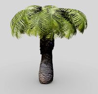 Small Palm Tree
