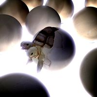 Twin turtle