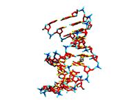 Cisplatin DNA Complex