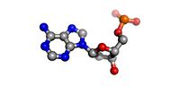 DNA (Adenosine Thymidine)