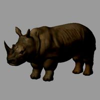 Rhino