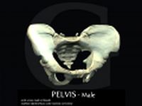PELVIS Male 3D Model