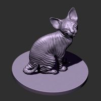 Sphinx kitten