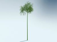 sagano bamboo