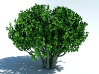 Banyan 1