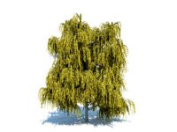 tree willow
