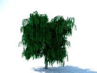 Tree willow