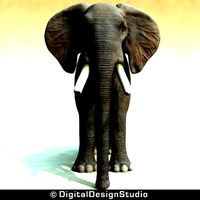 elephant