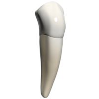 Lower Second Premolar