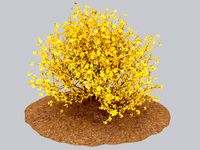 Forsythia