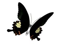butterfly