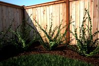 Shrub 2 - Mental Ray Ready