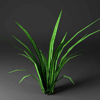 Grass 1